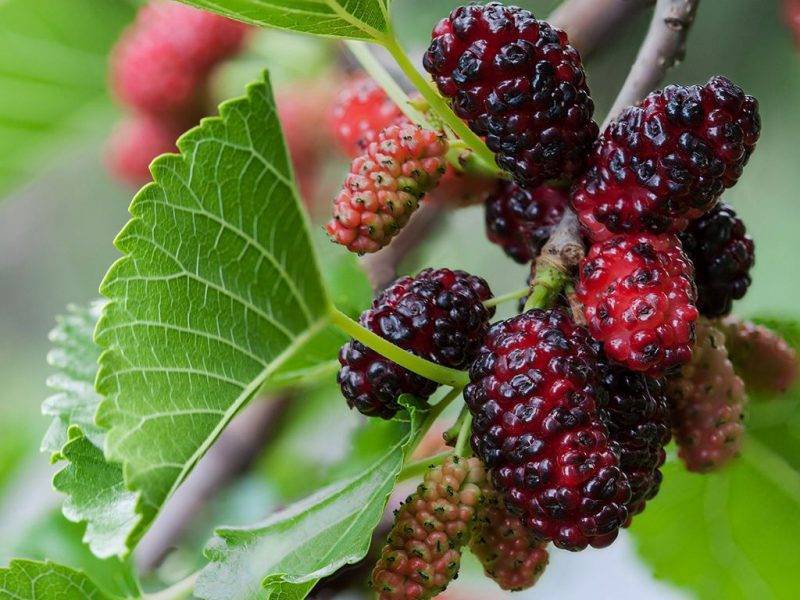 Шелковица купить саженцы из питомнике в Кургане
