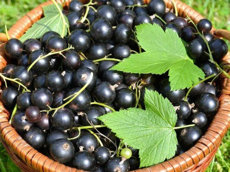 Смородина купить саженцы из питомника в Кургане