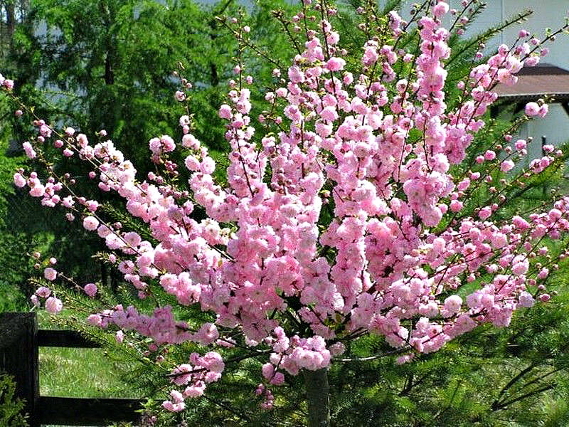 Миндаль купить саженцы из питомника в Кургане