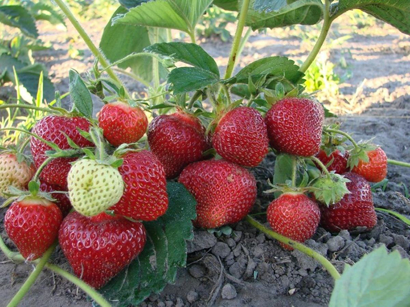 Клубника купить саженцы из питомника в Кургане
