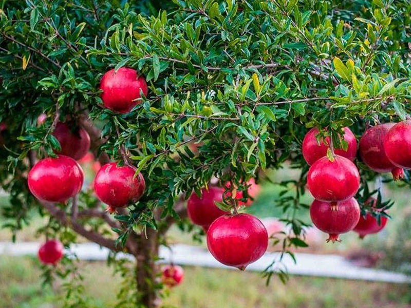 Гранат купить саженцы из питомника в Кургане