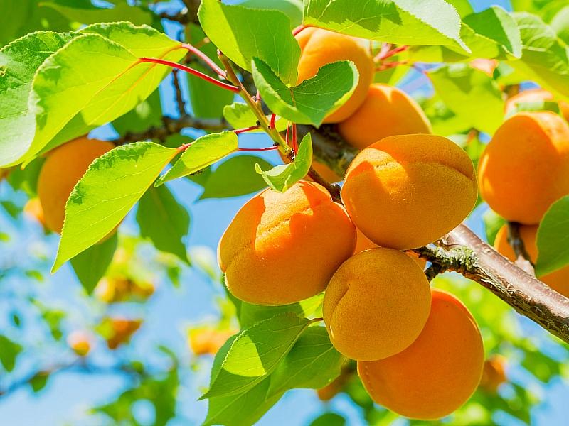 Абрикос купить саженцы из питомнике в Кургане