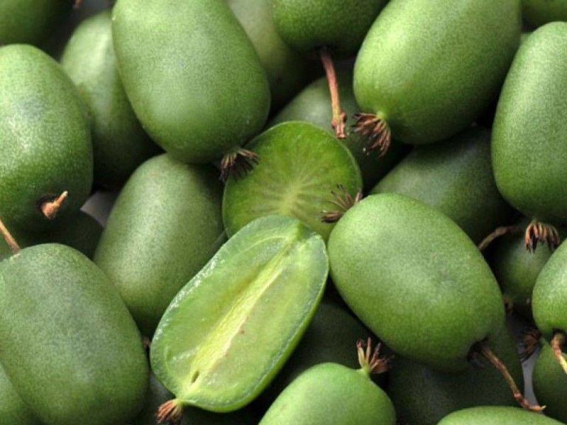 Актинидия купить саженцы из питомнике в Кургане