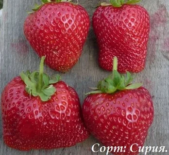 Клубника  "Сирия"  (7шт.)