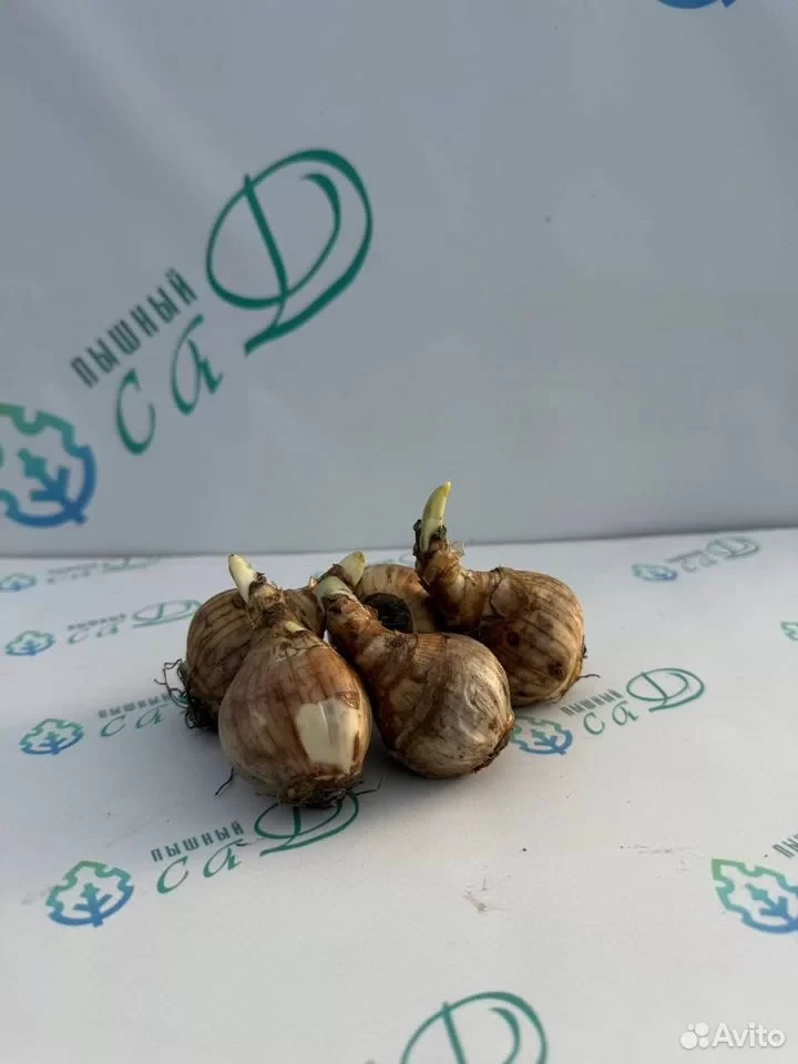 Нарцисс орхидный "КУМ ЛАУДЕ" (5 штук)