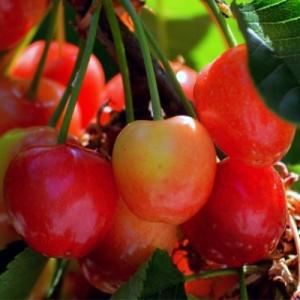 Черешня "ФРАНЦ ИОСИФ"