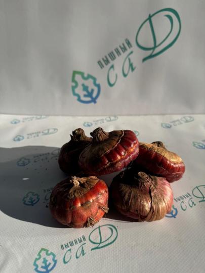 Гладиолус Оазис (5 шт. луковиц в упаковке)