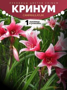 Crinum campanulatum