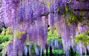 Глициния японская 'Royal Purle’