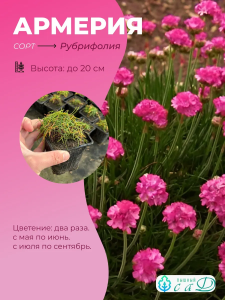 Армерия Приморская Рубрифолия