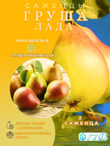 Груша Лада и опылитель Чижовская 2 саженца