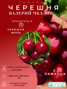 Черешня Валерий Чкалов и опылитель Ипуть 2 саженца