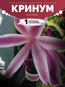Кринум Platense 1 Луковица