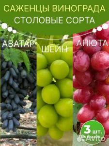 Виноград саженцы комплект Аватар, Шейн, Анюта