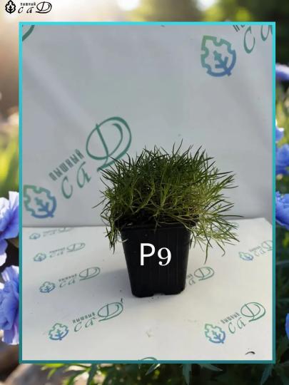 Гвоздика многолетняя Бадения