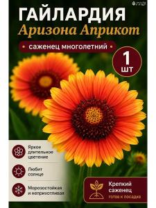Гайлардия многолетние цветы саженец 1 шт Аризона Априкот