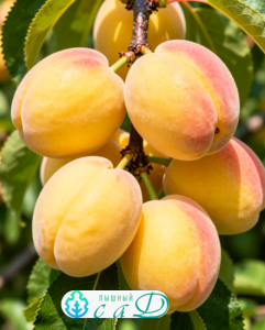 Абрикос саженцы "ЛУИЗА БЛАНК" ранний