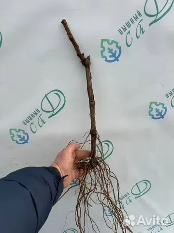 Виноград "МУСКАТ РОЗОВЫЙ"