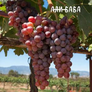Виноград "АЛИ-БАБА" ранний