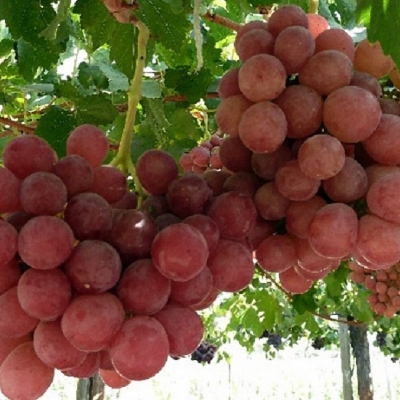 Виноград "ГУНА"